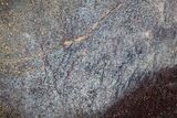 Polished Dinosaur Bone (Gembone) Slab - Utah #151479-1
